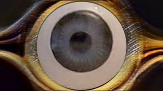 Pasci1980 – Das Auge meines Schwanzes